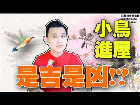 有鳥飛來家裡|【鳥來家裡】「家中突然來了一隻鳥，你知道它帶來了。